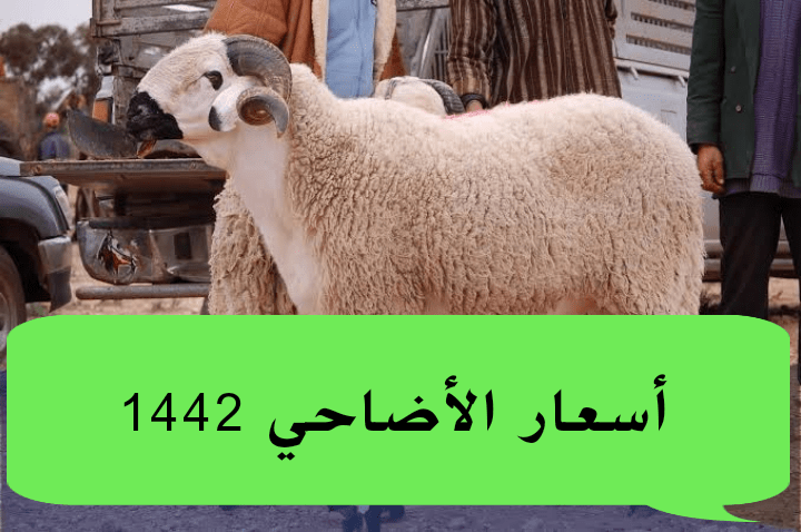 اسعار الاضاحي 1442 في السعودية - أسعار الخرفان في السعودية ١٤٤٢