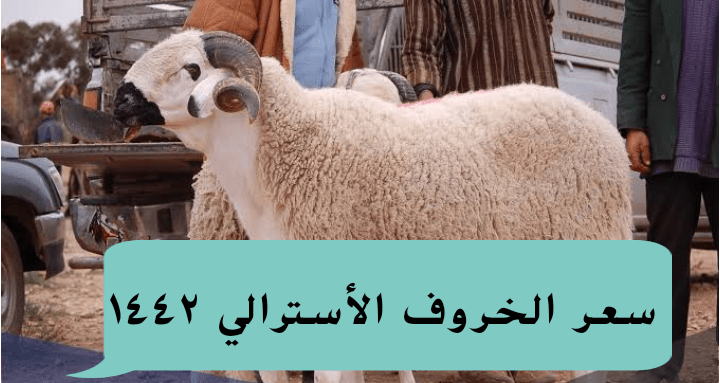 سعر الخروف الأسترالي في السعودية ٢٠٢٣